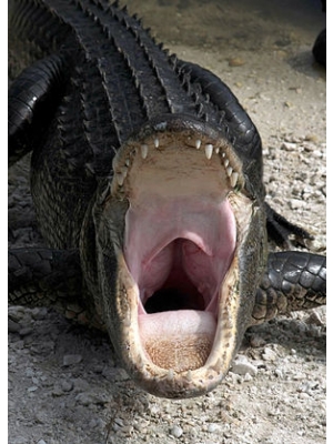 Cá sấu tấn công